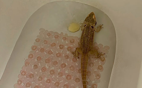 Bearded dragon in the bath