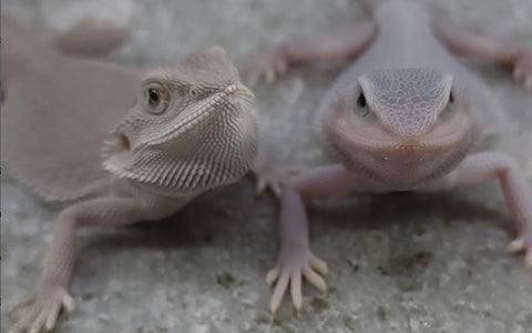 11 Types of Bearded Dragon Morphs