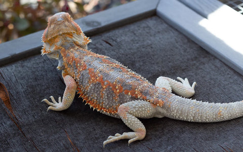 Types of Bearded Dragons » View Different Types, Colors, & Species