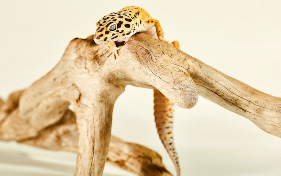 Leopard gecko climbing on a log in an enclosure