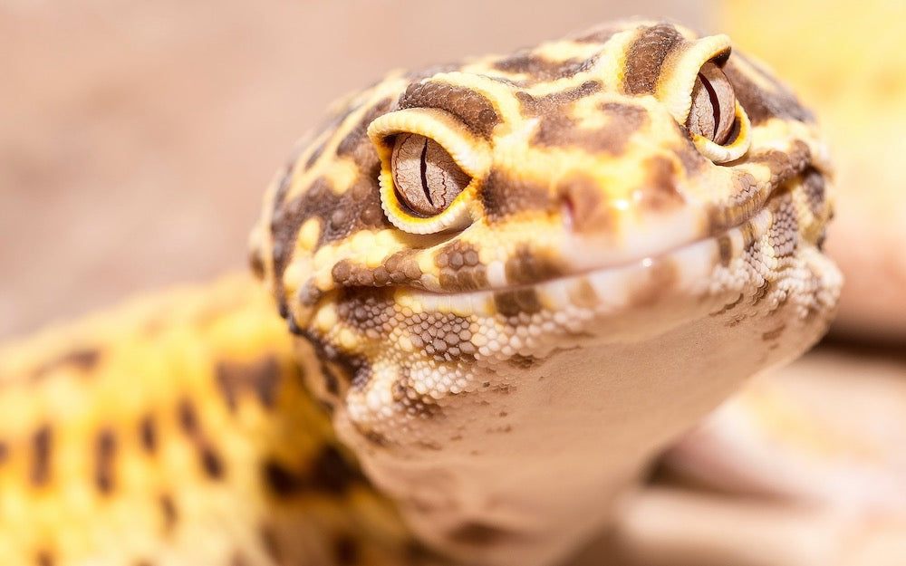 Closeup of a leopard gecko's face