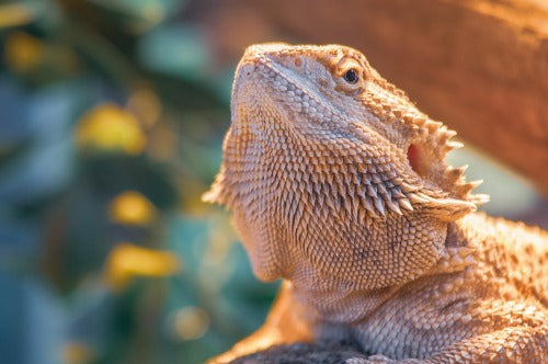 Superworms for Bearded Dragons: Everything You Need to Know