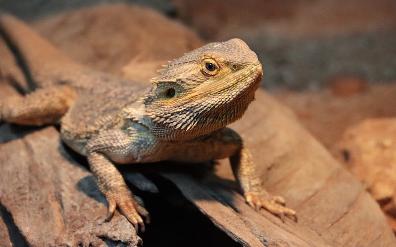 Bearded dragon on a brown slate