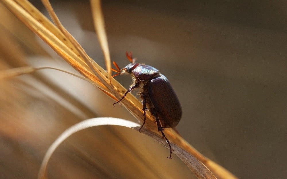 Darkling beetle on a branch