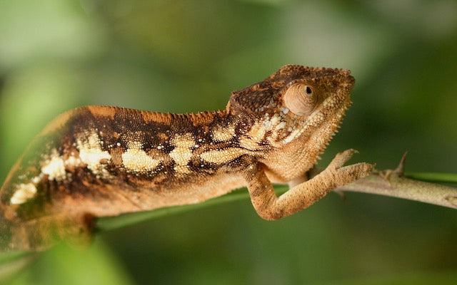 Brown chameleon on a branch