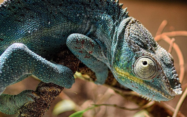 Closeup of a blue chameleon