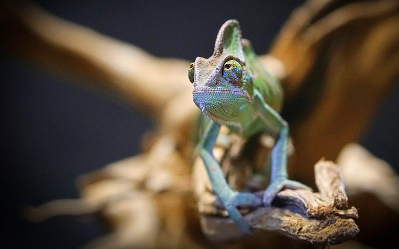 Green chameleon on a branch