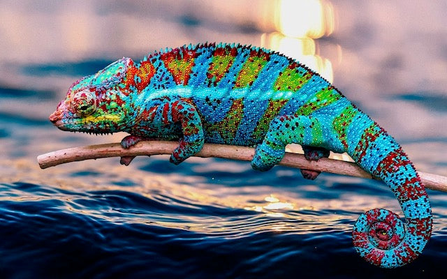Bright blue chameleon with red, yellow, and green coloring