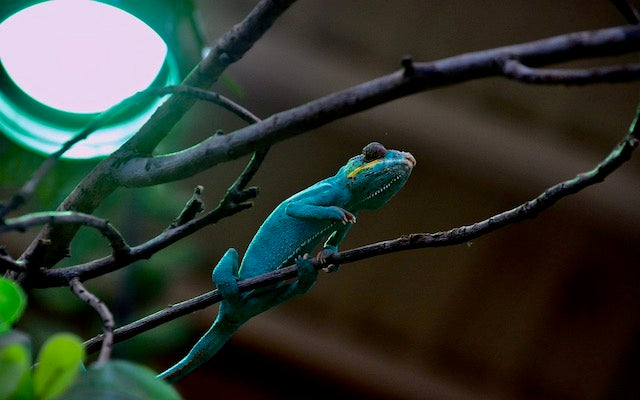 Side view of a chameleon on a branch with a light shining from above