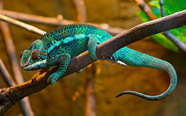 Bright teal blue chameleon on a branch