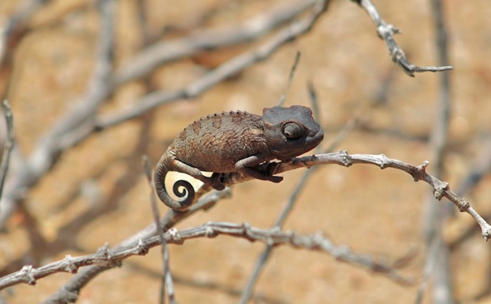 Micro chameleon on a branch