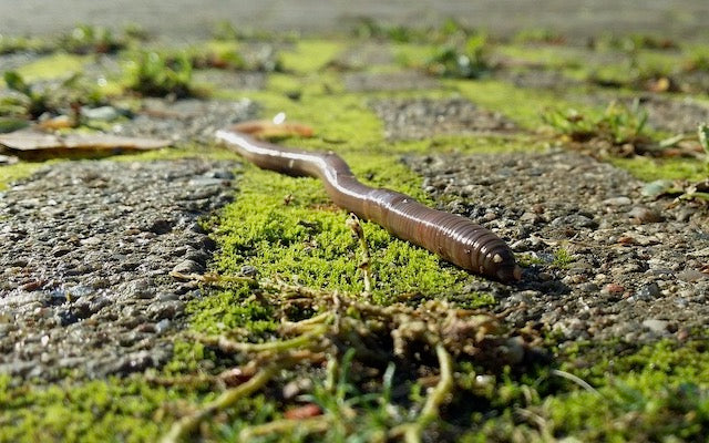 Earthworm crawling through short grass
