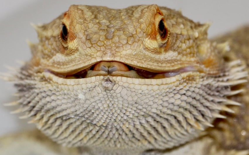 Bearded dragon with mouth partially open, revealing its tongue