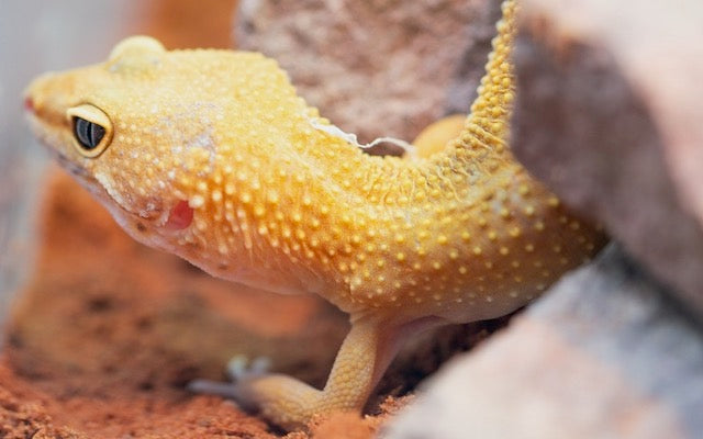 Yellow leopard gecko hunting insects