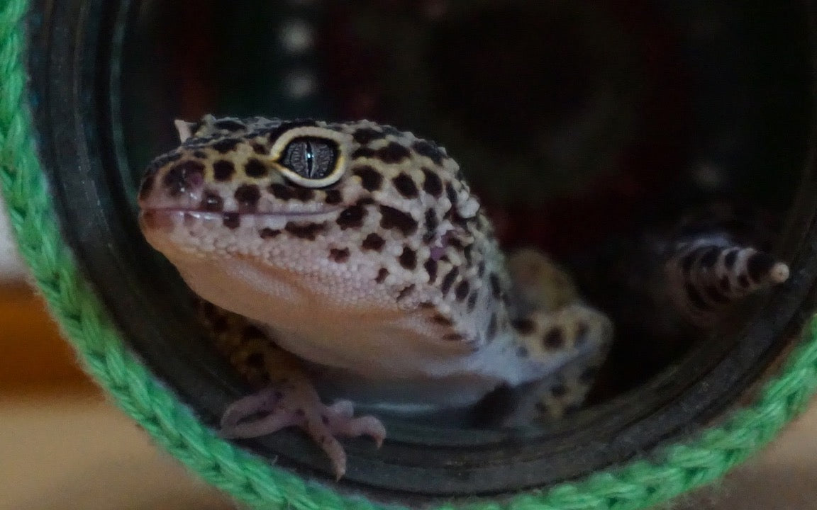 Can Leopard Geckos Eat Wax Worms? – Dragon's Diet