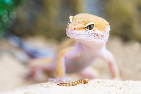 Gecko and worm