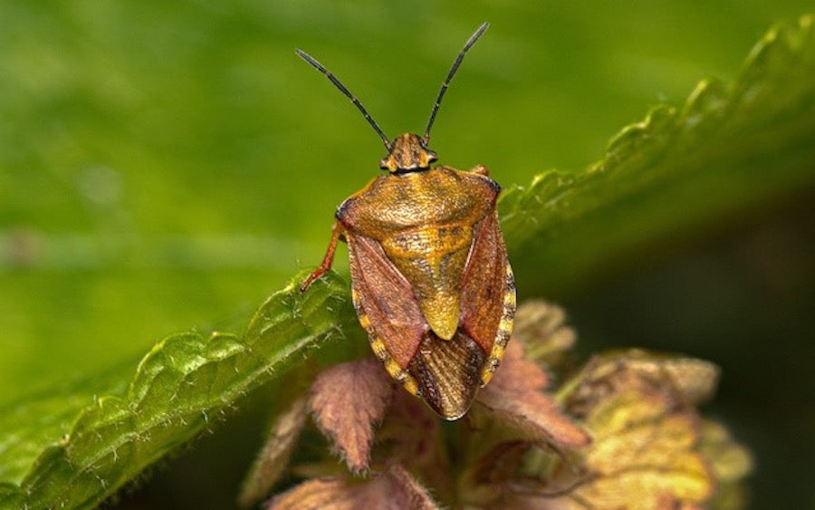 Closeup of a stink bug near a leaf