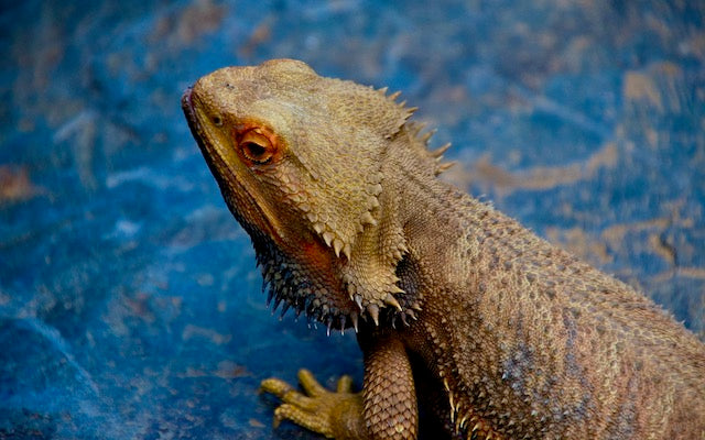 Bearded dragon against a bright blue backdrop