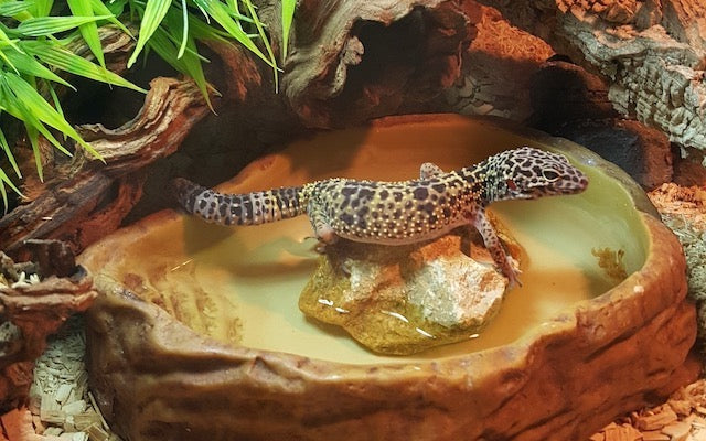 Leopard gecko soaking in a water dish