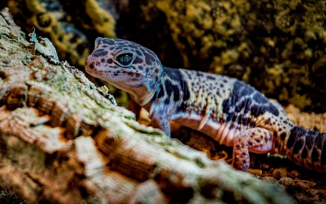 Leopard gecko with black spots on a log