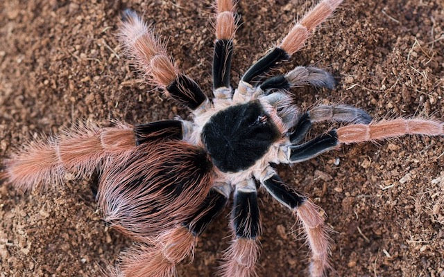 Closeup of a black and white tarantula with light colored legs