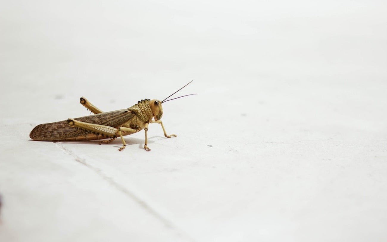 A cricket as a feeder insect