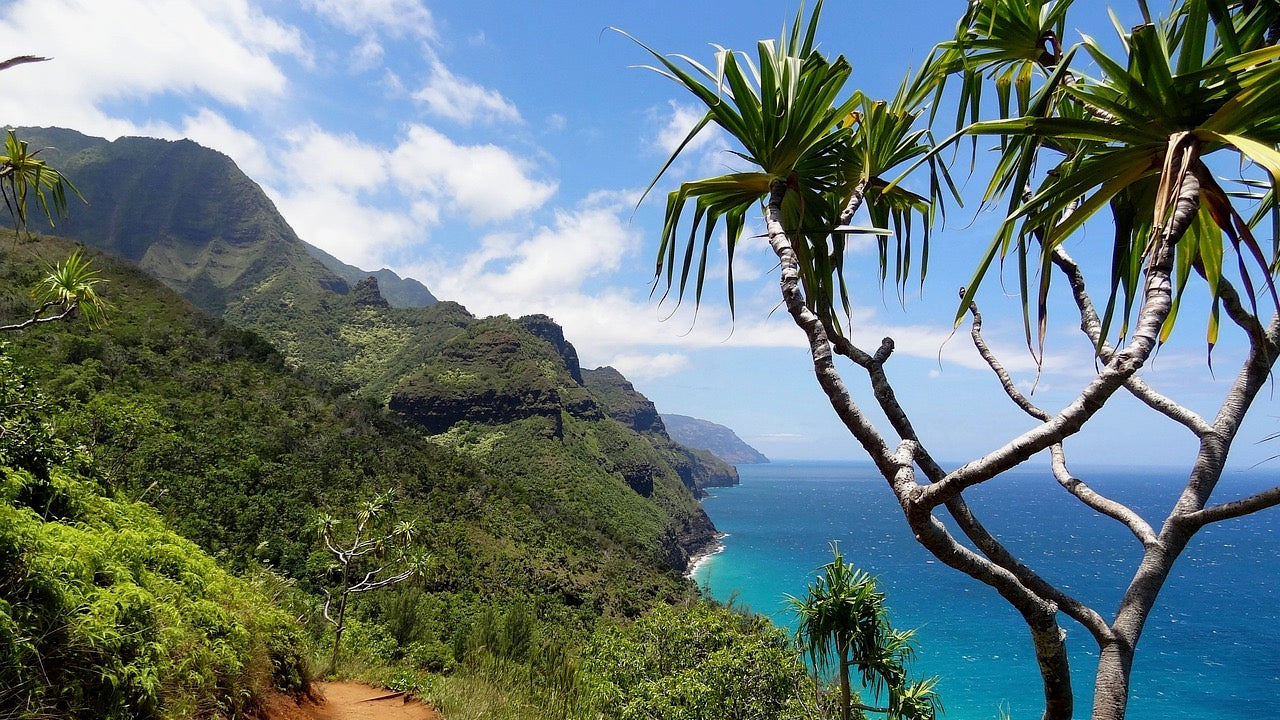 Hawaiian palm trees and mountainside