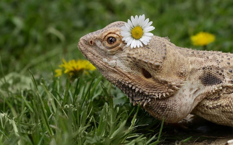 Bearded dragon in grass with a daisy