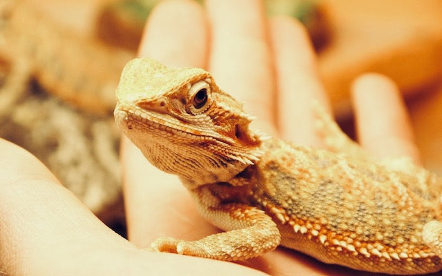 Bearded dragon in owner's hand - are bearded dragons friendly