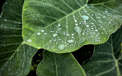 Water droplets on leaf