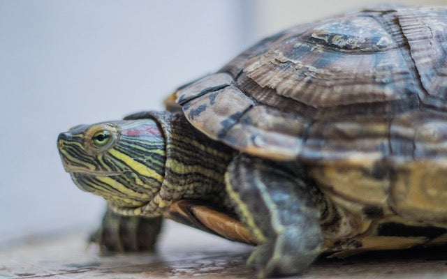 Pet turtle that can eat Dubia roaches