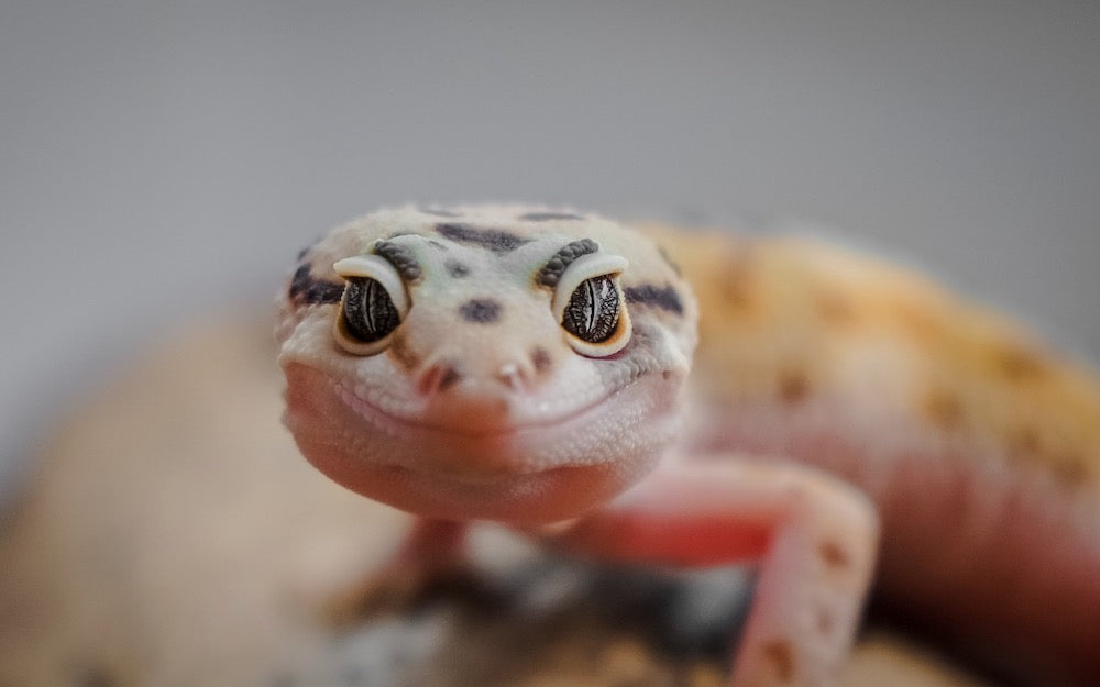 Small leopard gecko who wants to eat