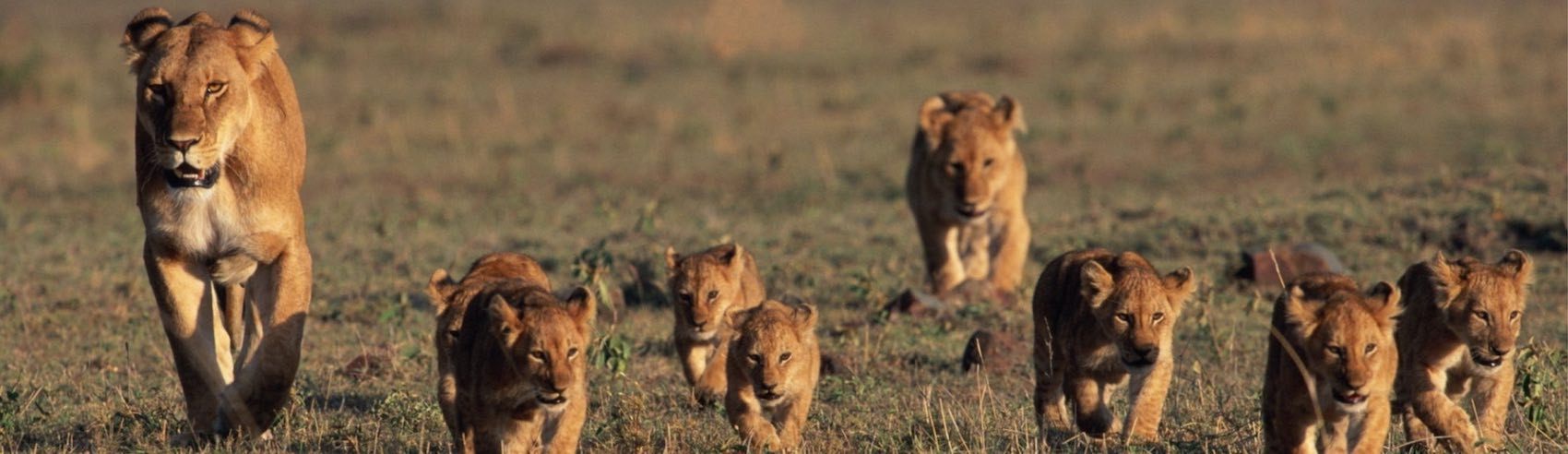 Lionne avec tous ses Lionceaux en Afrique