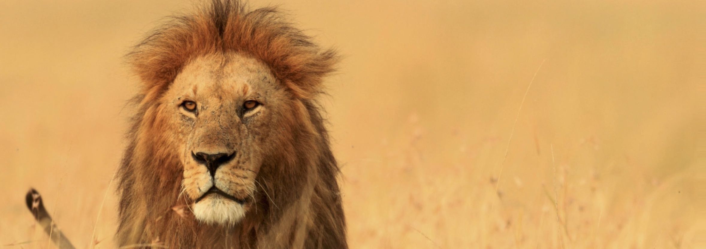 Roi Lion dans la savane africaine