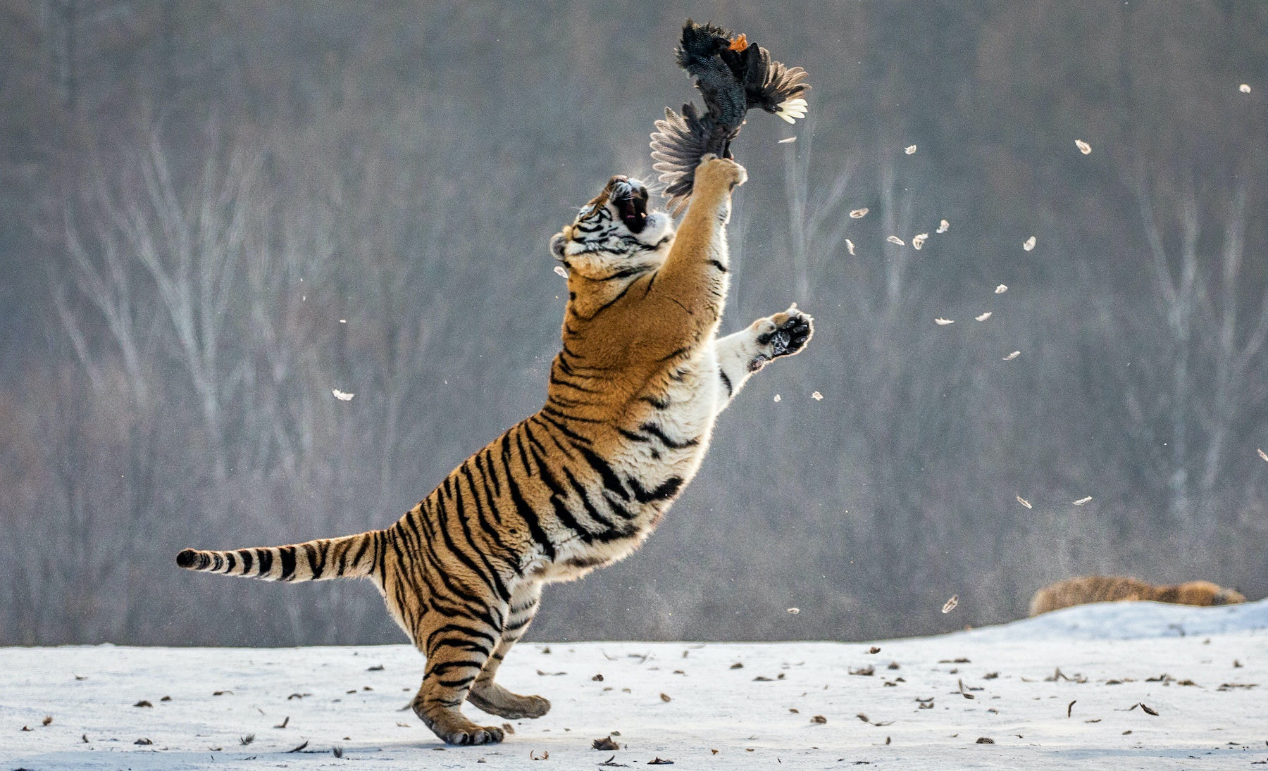 Tigre qui attaque un Aigle