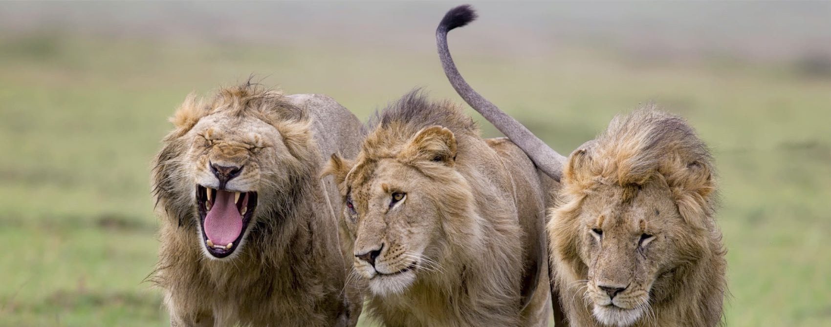 Trois Lions qui sont en errance dans la Brousse