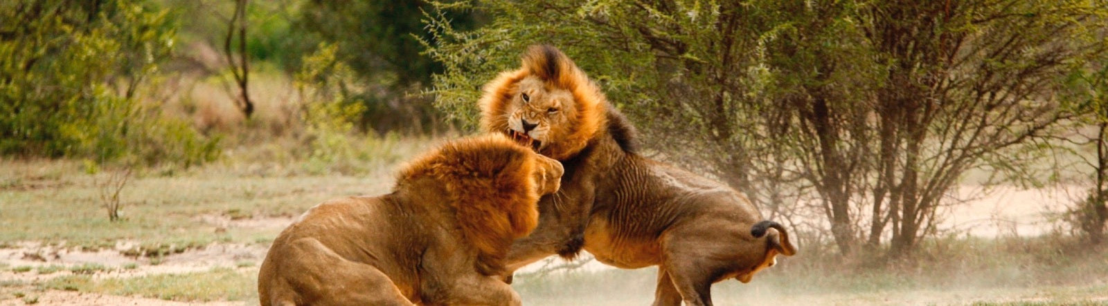combat de deux Lions dans la savane africaine 