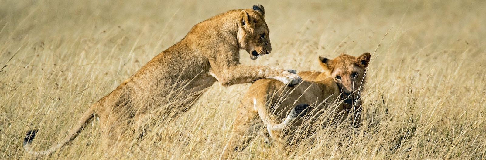 jeunes Lionceaux dans la savane africaine 