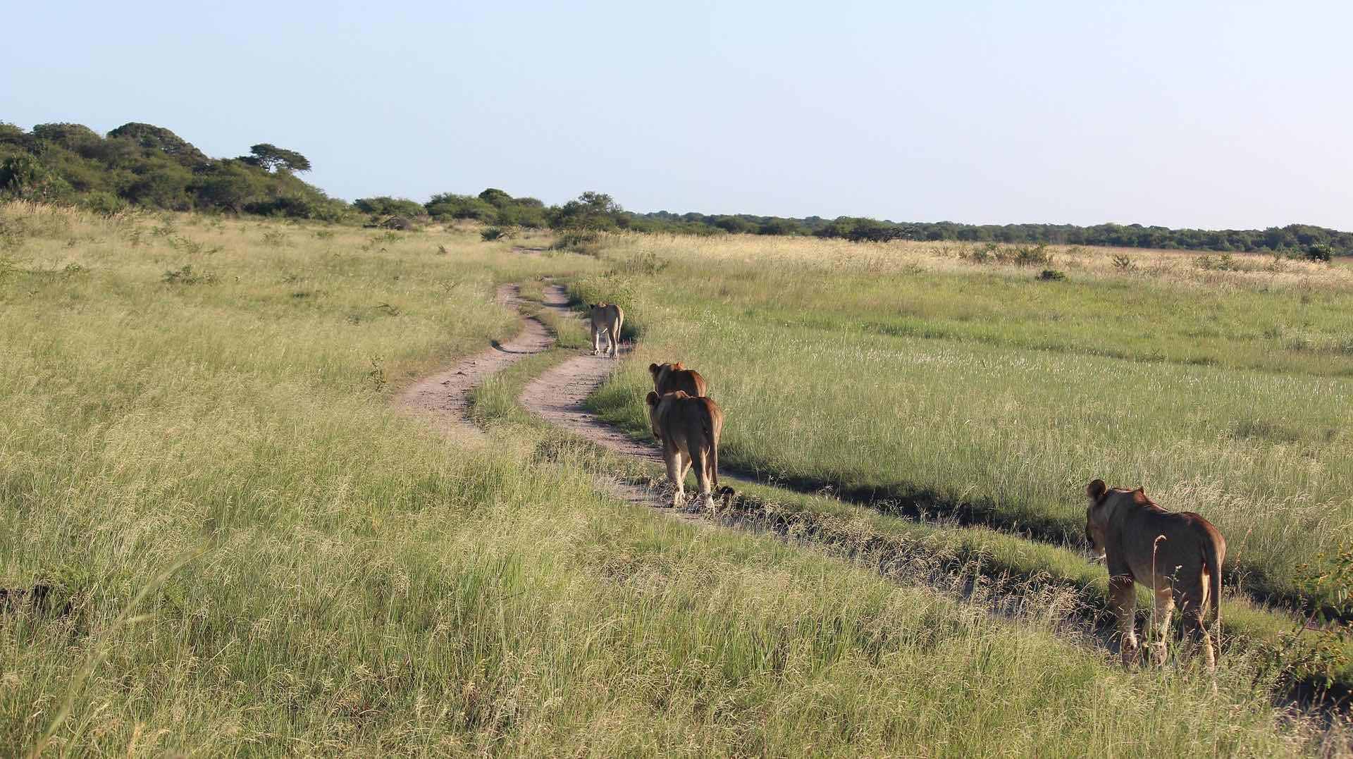Lion et Lionnes sur un chemin dans la savane africaine