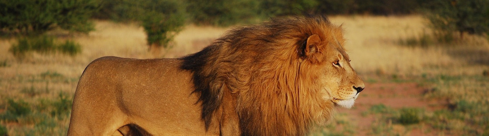Roi Lion qui domine ferocement le territoire