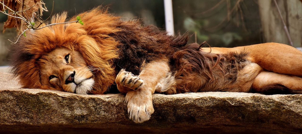 Lion se repose sur un rocher dans la savane