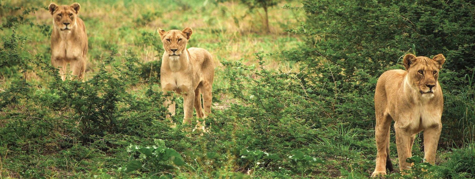 trois Lionnes qui chassent dans la brousse