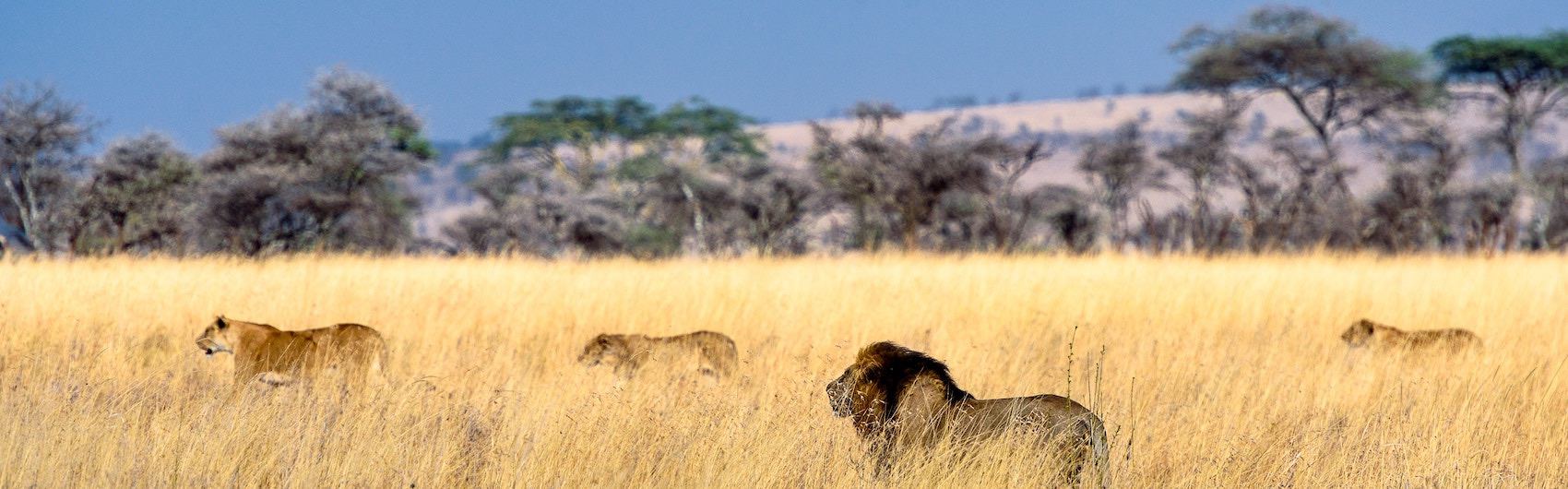 clan de Lions sur un territoire en Afrique 