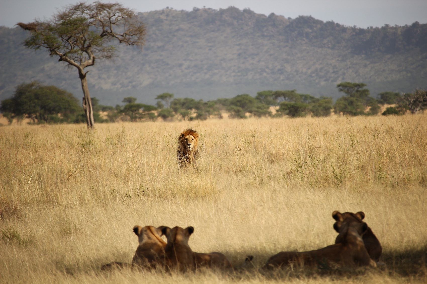 Un Lion male avec ses femelles dans la brousse en Afrique