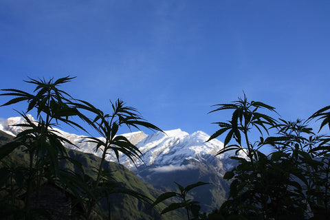 The cannabis plant - grown worldwide for commercial use, but also grows wild and free in abundance in some places