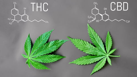 Delta 9 THC (tetrahydrocannabinol)/CBD (cannabidiol)  - Both Delta 9 THC & CBD (cannabidiol) are infamous compounds derived from the cannabis plant