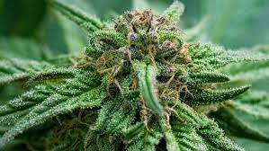 HHC (hexahydrocannabinol) - HHC (hexahydrocannabinol) is derived from the cannabis plant