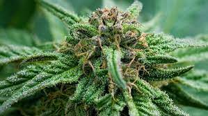 The Cannabis Plant - the cannabis plant is a natural resource generating billions of dollar each year from it's derivatives