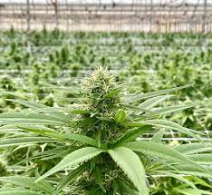The hemp plant - the hemp plant provides a valuable resource for every day consumables