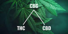CBG (cannabigerol) - CBG is the first cannabinoid to appear in the cannabis plant 